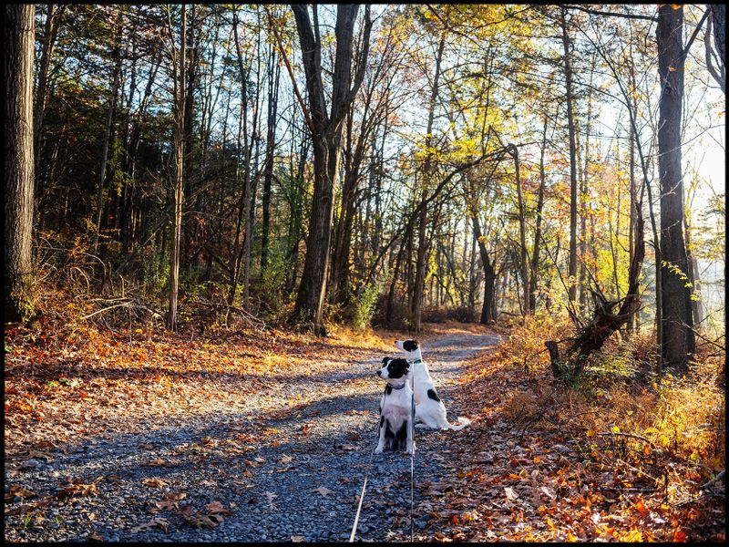DogWoods_015.jpg