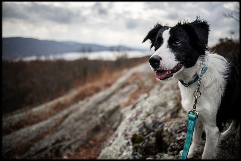 Dogs and Cats and Birds plus some.