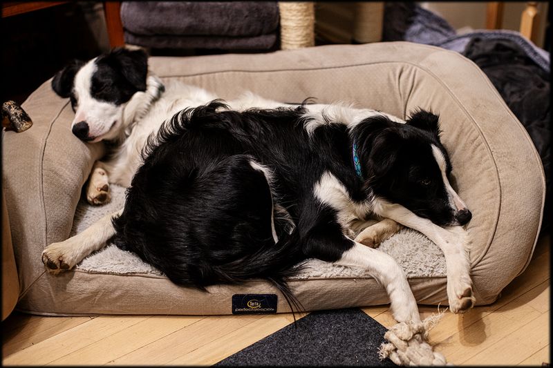 Dogs and Cats and Birds plus some.