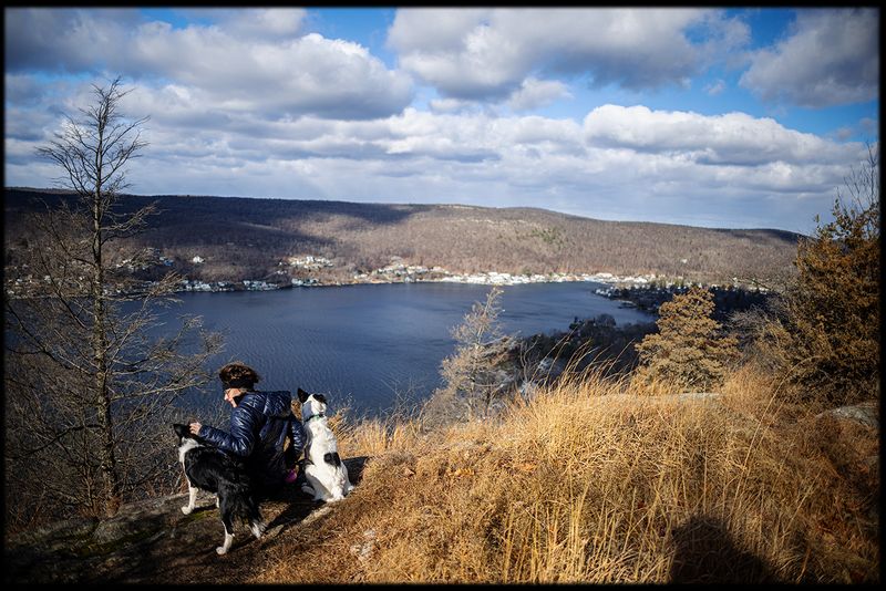 Dogs and Cats and Birds plus some.