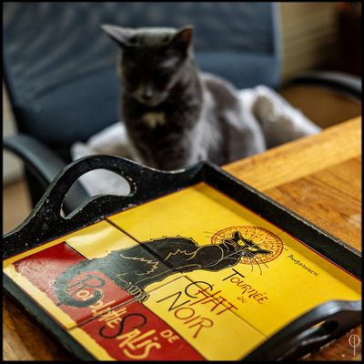 ChatNoir.jpg