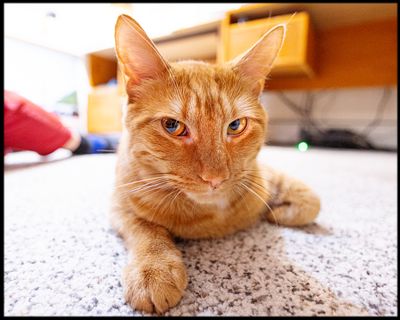 A Day in the Life of Eliot the Canuck Cat