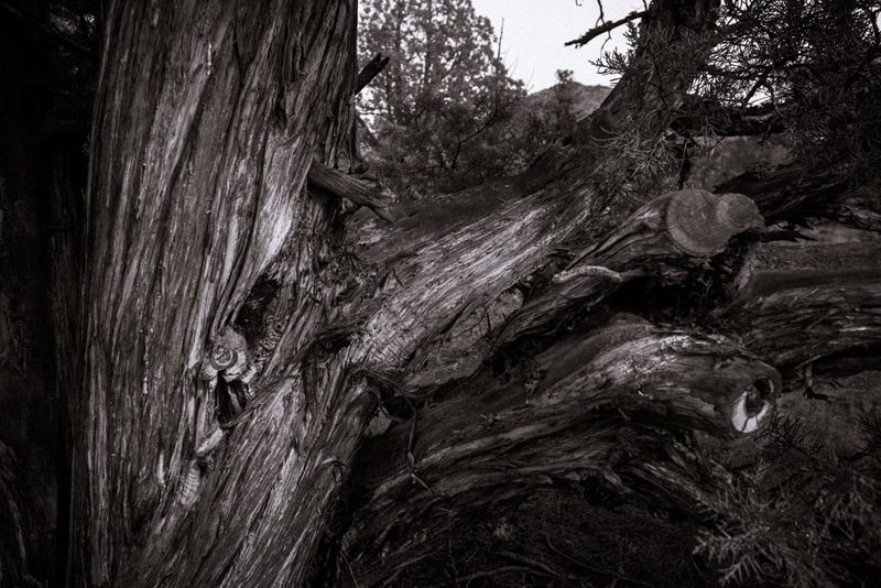juniper.jpeg