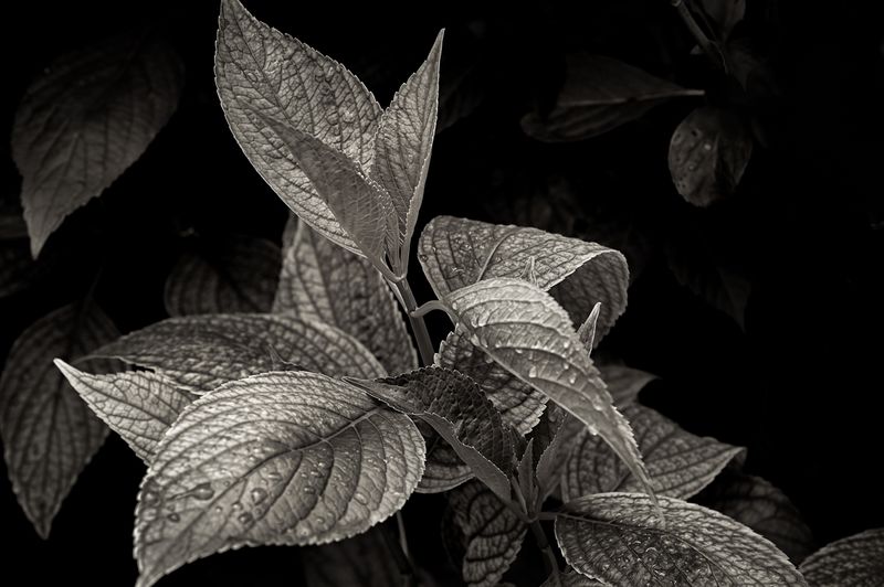 Leaves -20230519-001.JPG