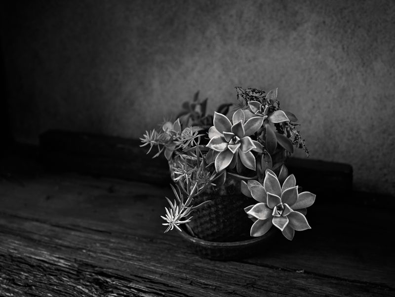 Z62_4650_DxO-Edit.jpg