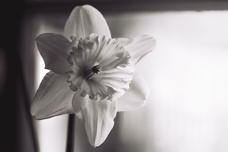 Daffodils-1- D750-20240223.jpg