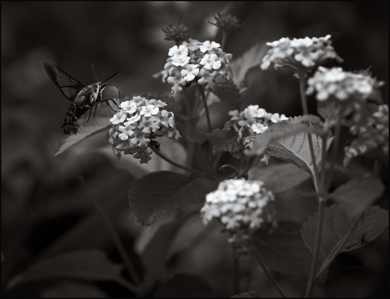 Lantana.jpg