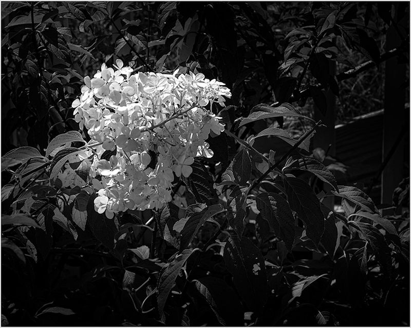 Hydrangea
