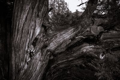 juniper.jpeg
