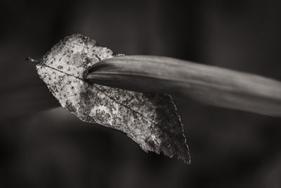 Piercing-1.jpg