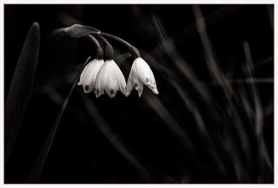 Snowbells-1.jpg