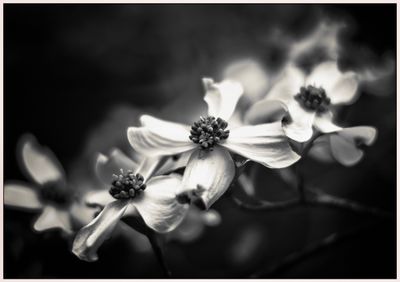 Dogwood 2.jpg