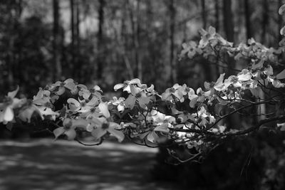 L1003431_1.jpeg