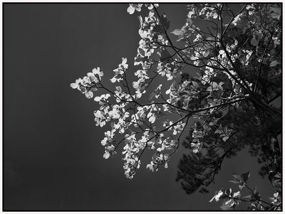 L1003440-sharpened.jpeg