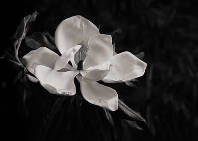 Z62_0903_DxO_DxO.jpg