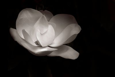 Z62_0909_DxO_DxO.jpg