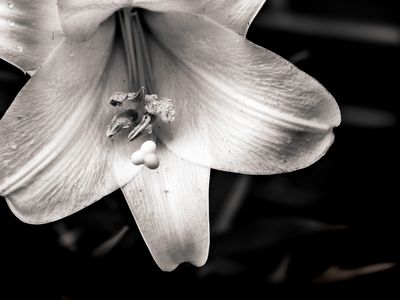 Lily-20230520-001.JPG
