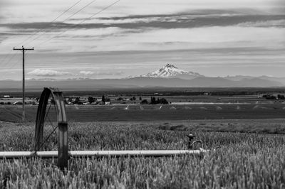 Wheat filed