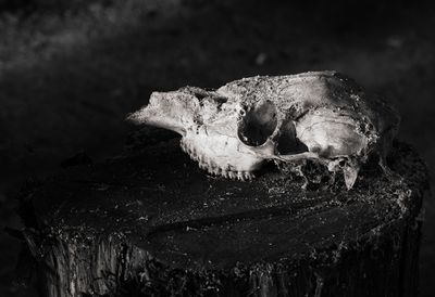 Skull -20230901-001.jpg
