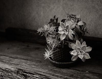 Z62_4650_DxO-2.jpg