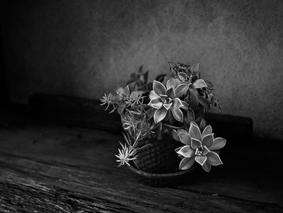 Z62_4650_DxO-Edit.jpg