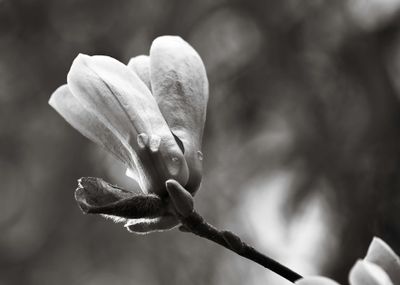 Tulip Tree