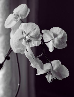Orchid Z62_6097_DxO_1 copy_DxOresize.jpg