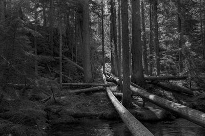 ColdWaterFalls Deadfall_DxO.jpg