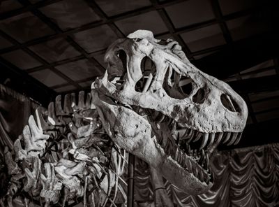 T-Rex.jpg