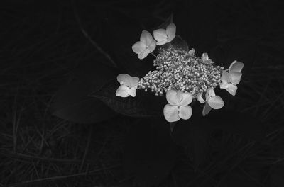 Lacecap Hydrangea