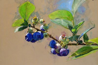 25. Blueberries, Ripening 15 1/2 x 23 1/4