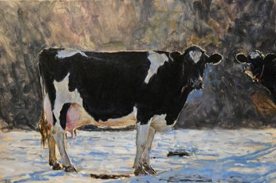 42. Morning, Cows 16 x 24