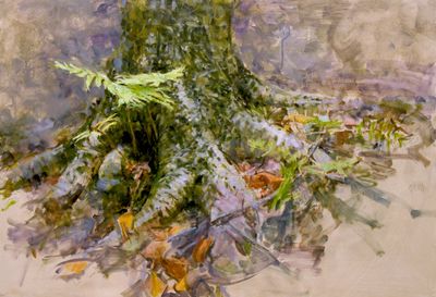 Birch & Fern 24 1/2 x 35 1/2