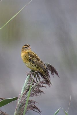 Birds and Wildlife