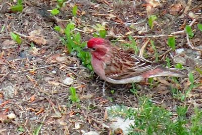  440 Western US Birds