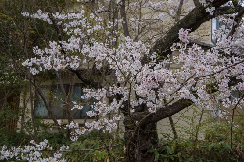 DSC_5918R.jpg