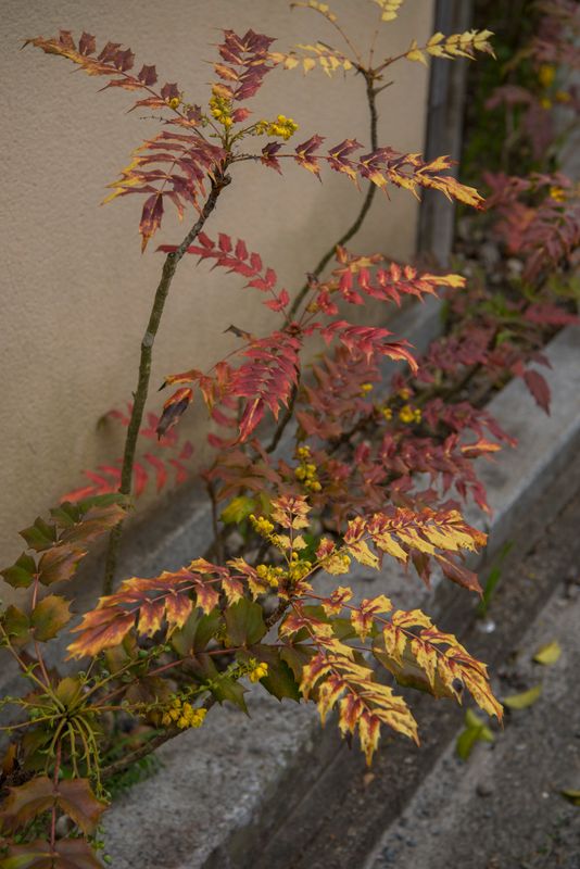 DSC_5920R.jpg