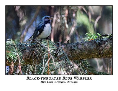 Black-throated Blue Warblers