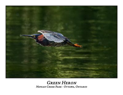 Green Heron-048