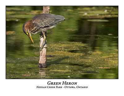 Green Heron-049