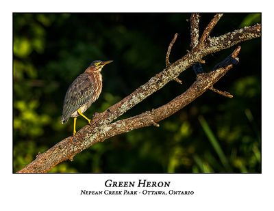 Green Heron-051