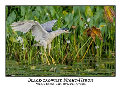 Black-crowned Night-Heron-030
