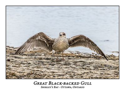 Great Black-backed Gull-003