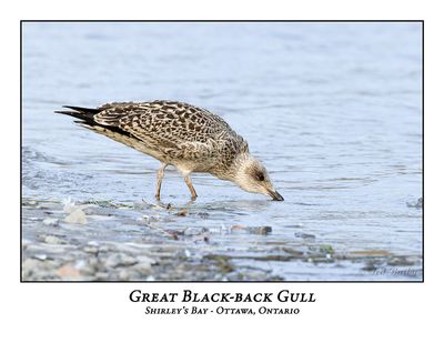 Great Black-backed Gull-004