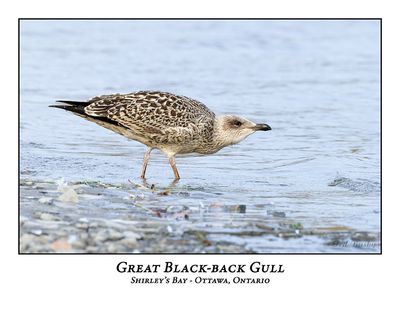 Great Black-backed Gull-005