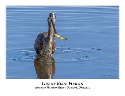 Great Blue Heron-099