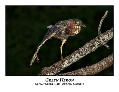Green Heron-052