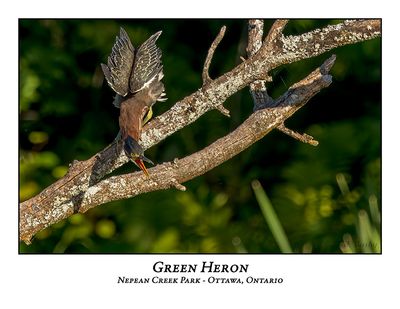 Green Heron-053