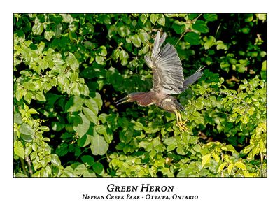 Green Heron-054