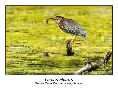 Green Heron-056
